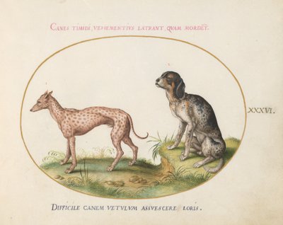 Placa 36: Dos Perros Manchados de Joris Hoefnagel