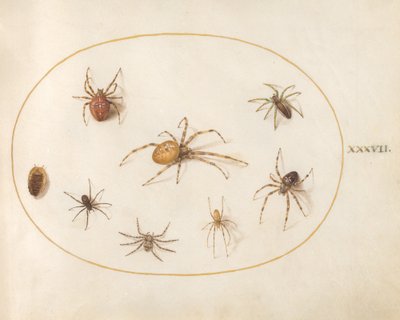 Placa 37: Siete arañas y un insecto de Joris Hoefnagel