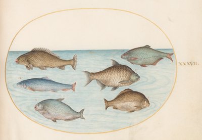 Plato 37: Seis peces, incluyendo carpas de Joris Hoefnagel