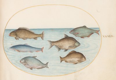 Lámina 37: seis peces, entre ellos carpas de Joris Hoefnagel