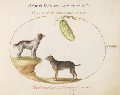 Plato 37: Dos spaniels con una calabaza de Joris Hoefnagel