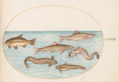Placa 38: Lota, brótola y otros peces de Joris Hoefnagel