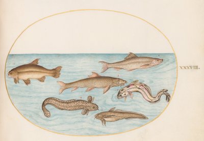 Lámina 38: lota, brótola y otros peces de Joris Hoefnagel