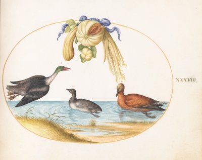 Plato 38: Merganso con dos aves acuáticas y una guirnalda de melones y calabazas de Joris Hoefnagel
