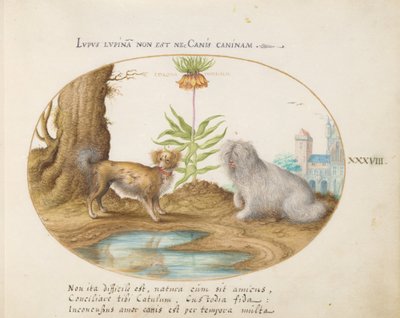 Placa 38: Dos Perros Pequeños con una Corona Imperial de Joris Hoefnagel