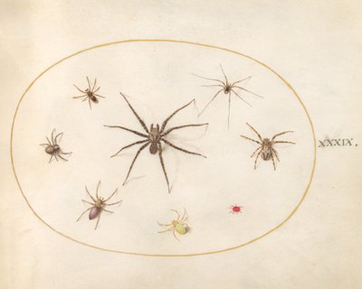 Placa 39: Ocho Arañas de Joris Hoefnagel