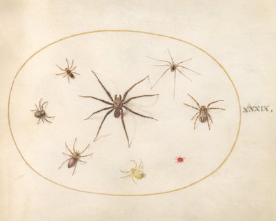  de Joris Hoefnagel