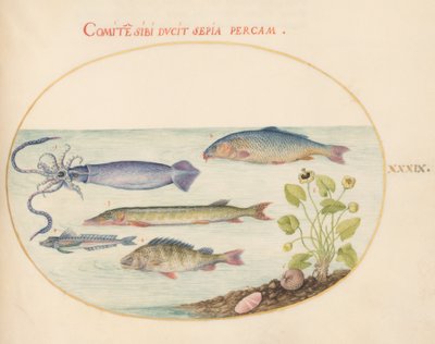 Plato 39: Calamar, cabracho, lucio y otros peces de Joris Hoefnagel