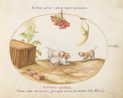 Plato 39: Tres Cachorros con una Caja y un Racimo de Uvas de Joris Hoefnagel