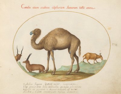 Placa 3: Camello, íbice y cabra de Joris Hoefnagel