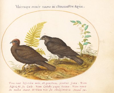 Plato 3: Dos Halcones de Joris Hoefnagel