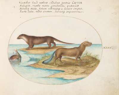 Placa 40: Dos Nutrias y un Castor de Joris Hoefnagel