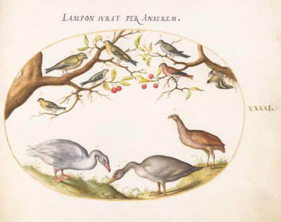 Placa 41: Dos Gansos Grises con Aves Canoras en un Cerezo de Joris Hoefnagel