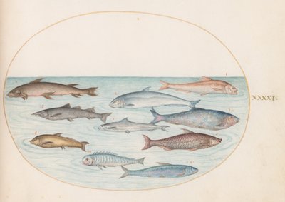 Lámina 41: Corégonos(?) y otros peces de Joris Hoefnagel