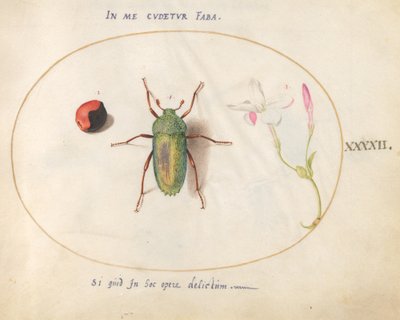 Placa 42: Escarabajo joya con una agalla de planta(?) y una flor de Joris Hoefnagel