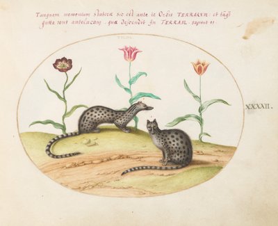 Placa 42: Dos ginetas con tulipanes de Joris Hoefnagel