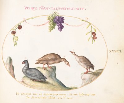 Placa 42: Dos gansos grises con un tercer pájaro y uvas colgantes de Joris Hoefnagel