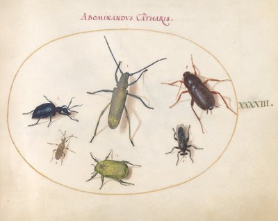Placa 43: Un escarabajo de cuerno largo dorado(?), escarabajo de tanaceto(?), cucaracha, chinche de patas de hoja y otros insectos de Joris Hoefnagel