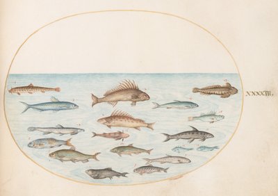 Plato 43: Quince Peces de Joris Hoefnagel