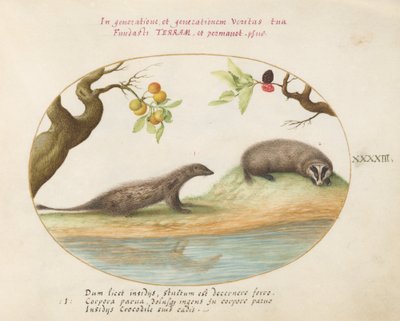 Plato 43: Mangosta y Tejón con Árboles Frutales de Joris Hoefnagel