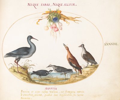 Lámina 43: Correlimos y otras aves costeras admirando una guirnalda de flores de Joris Hoefnagel
