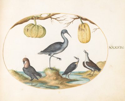 Placa 44: Aguja colinegra(?) y correlimos con dos calabazas de Joris Hoefnagel