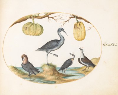  de Joris Hoefnagel