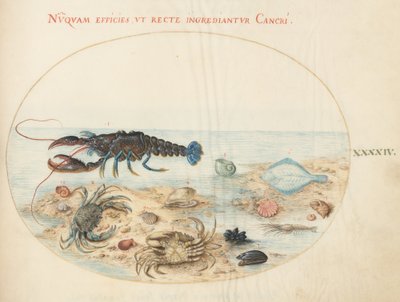 Plato 44: Langosta, Dos Cangrejos, Conchas de Vieira y Otra Vida Marina de Joris Hoefnagel