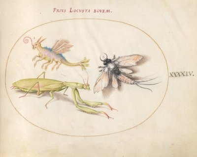Placa 44: Mantis y efímera con un insecto imaginario de Joris Hoefnagel