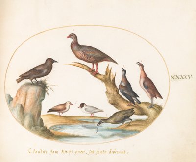 Placa 45: Gaviotas y otras aves en la orilla de Joris Hoefnagel