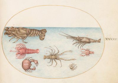 Placa 45: Langosta, Squilla Mantis y otros crustáceos de Joris Hoefnagel