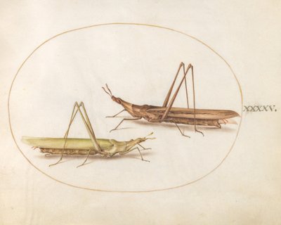 Placa 45: Dos saltamontes de cabeza larga(?) de Joris Hoefnagel