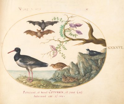 Plato 46: Murciélagos, codornices y ostrero(?) junto al agua de Joris Hoefnagel