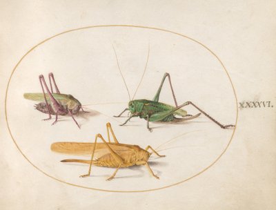 Lámina 46: Tres saltamontes de Joris Hoefnagel