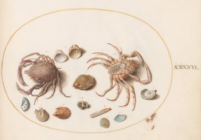 Placa 46: Dos Cangrejos con Conchas Marinas de Joris Hoefnagel