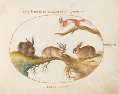Lámina 47: una liebre, «Jackalope», un conejo y una ardilla moteada de Joris Hoefnagel