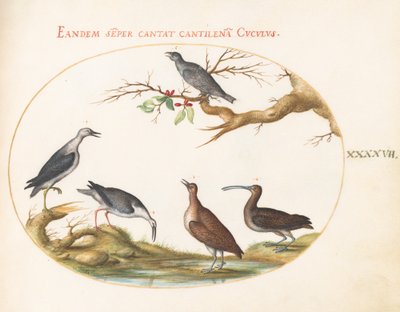Placa 47: Aves costeras con un ave posada de Joris Hoefnagel