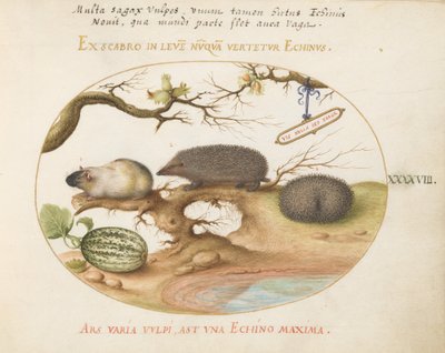 Plato 48: Cobaya y Erizos con Melón y Avellanas de Joris Hoefnagel