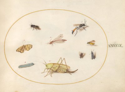 Lámina 49: Un saltamontes, una oruga, una mariposa, una polilla y otros insectos de Joris Hoefnagel