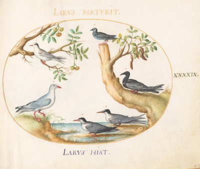 Plato 49: Gaviotas con un árbol de algarrobo y un árbol de pistacho(?) de Joris Hoefnagel