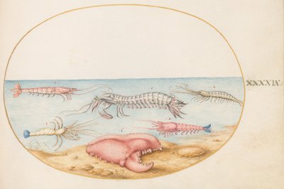  de Joris Hoefnagel