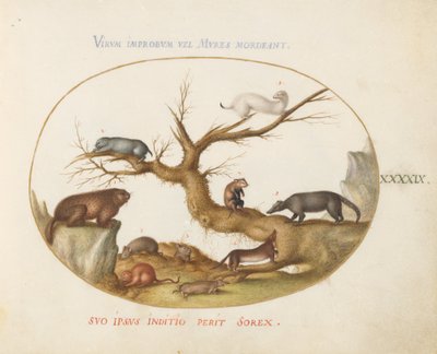 Placa 49: Marmota, Hámsters, Rata, Ratón de Campo, Musaraña y un Coatí de Joris Hoefnagel