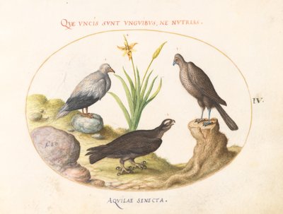 Lámina 4: Un buitre egipcio, un azor del norte (?), y un "Aquila Heteropode" (¿Águila de dedos cortos?) de Joris Hoefnagel