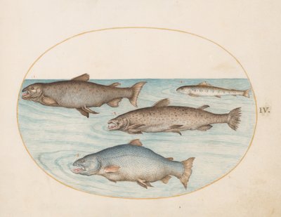 Lámina 4: Cuatro salmones de Joris Hoefnagel