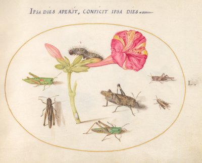 Placa 50: Saltamontes, una oruga y un insecto escama con una flor de las cuatro en punto de Joris Hoefnagel