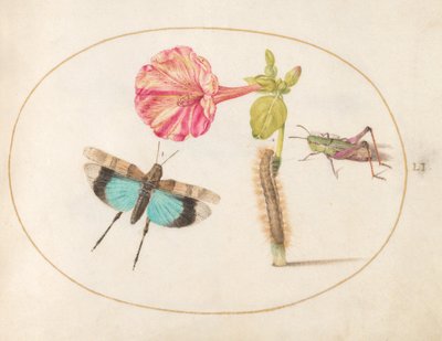 Placa 51: Saltamontes y una Oruga con una Flor de las Cuatro en Punto de Joris Hoefnagel