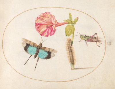 Lámina 51: Saltamontes y una oruga con una flor de dondiego de noche de Joris Hoefnagel