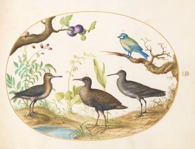 Placa 52: Herrerillo con Tres Aves Zancudas y una Higuera de Joris Hoefnagel