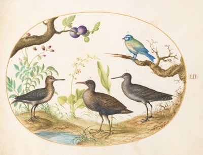  de Joris Hoefnagel
