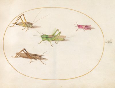 Lámina 52: Cuatro saltamontes de Joris Hoefnagel